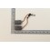 Brosses de rechange pour scie circulaire plongeante Scheppach pl55 et pl75