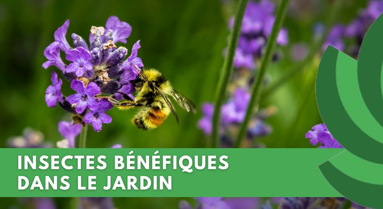 COMMENT GARDER UN JARDIN SAIN ET PRODUCTIF GRÂCE AUX INSECTES UTILES