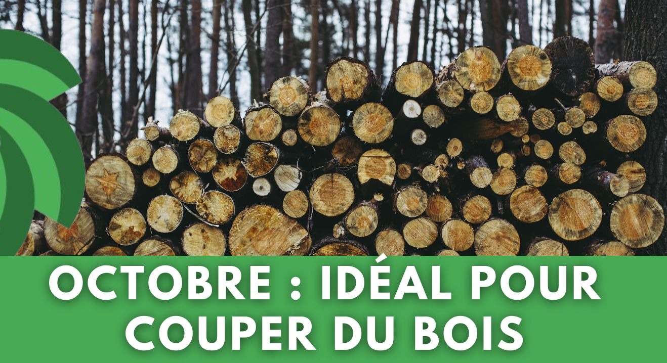 OCTOBRE : LA MOMENT IDÉAL POUR COUPER DU BOIS